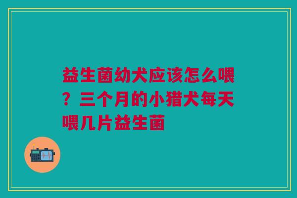 益生菌幼犬应该怎么喂？三个月的小猎犬每天喂几片益生菌