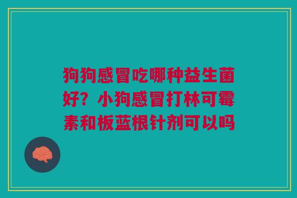 狗狗吃哪种益生菌好？小狗打林可霉素和板蓝根针剂可以吗