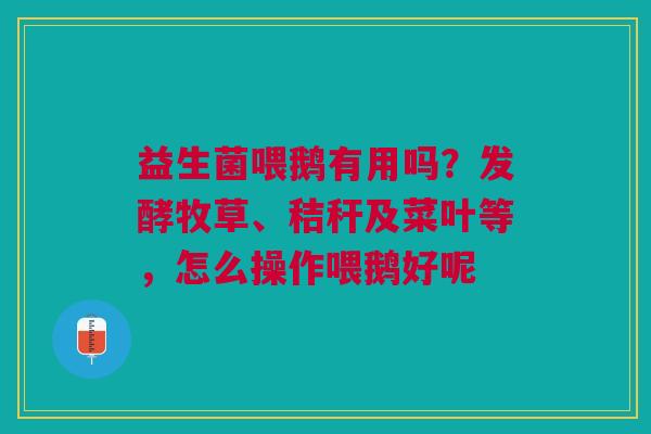 益生菌喂鹅有用吗？发酵牧草、秸秆及菜叶等，怎么操作喂鹅好呢