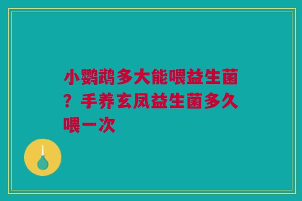 小鹦鹉多大能喂益生菌？手养玄凤益生菌多久喂一次