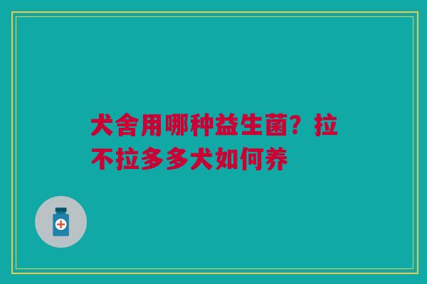 犬舍用哪种益生菌？拉不拉多多犬如何养