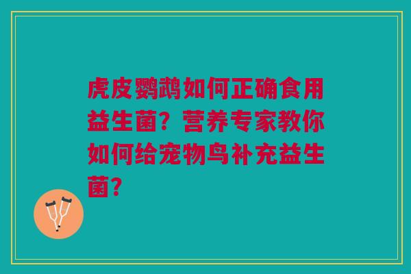 虎皮鹦鹉如何正确食用益生菌?营养专家教你如何给宠物鸟补充益生菌?