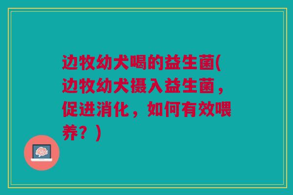 边牧幼犬喝的益生菌(边牧幼犬摄入益生菌,促进消化,如何有效喂养?) 边牧幼犬喝的益生菌(边牧幼犬摄入益生菌,促进消化,如何有效喂养?)