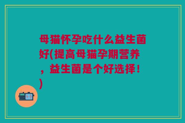 母猫怀孕吃什么益生菌好(提高母猫孕期营养,益生菌是个好选择!)