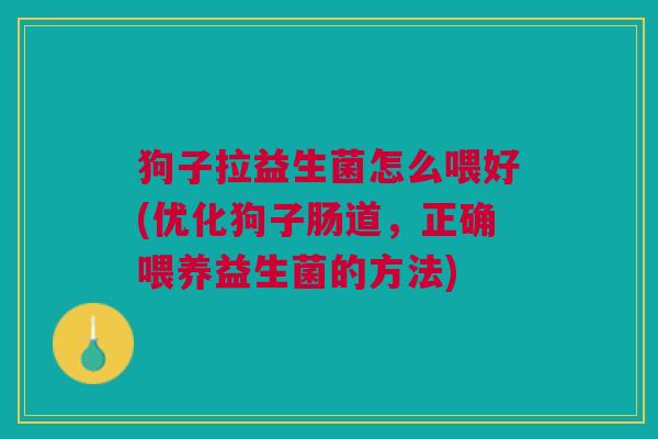 狗子拉益生菌怎么喂好(优化狗子肠道,正确喂养益生菌的方法)