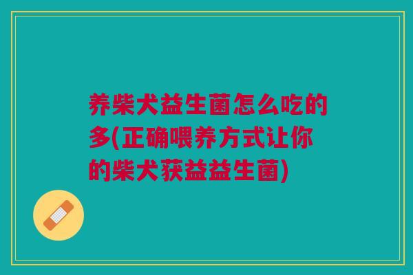 养柴犬益生菌怎么吃的多(正确喂养方式让你的柴犬获益益生菌)