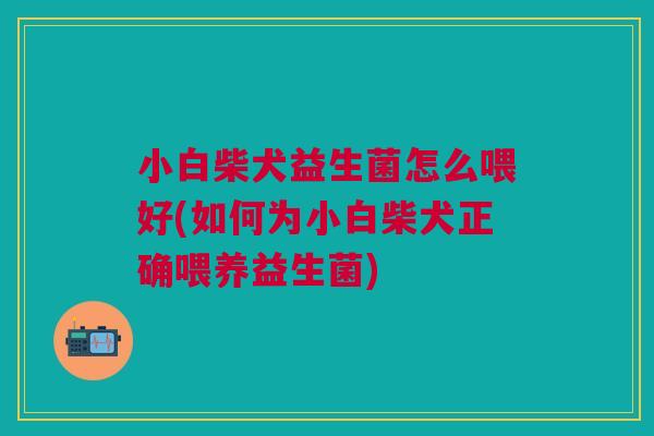 小白柴犬益生菌怎么喂好(如何为小白柴犬正确喂养益生菌)