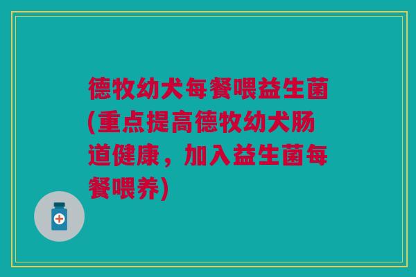 德牧幼犬每餐喂益生菌(重点提高德牧幼犬肠道健康,加入益生菌每餐喂养)