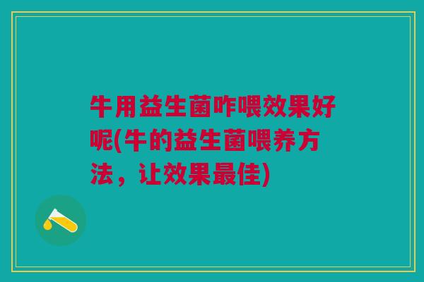 牛用益生菌咋喂效果好呢(牛的益生菌喂养方法,让效果最佳)