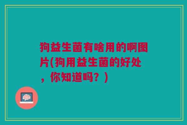 狗益生菌有啥用的啊图片(狗用益生菌的好处，你知道吗？)