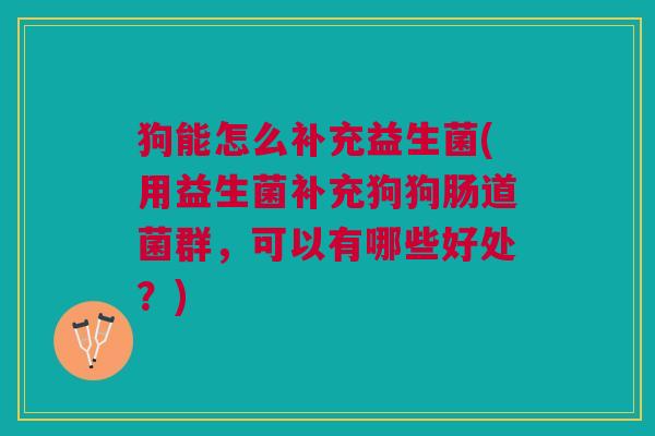 狗能怎么补充益生菌(用益生菌补充狗狗肠道菌群,可以有哪些好处?)