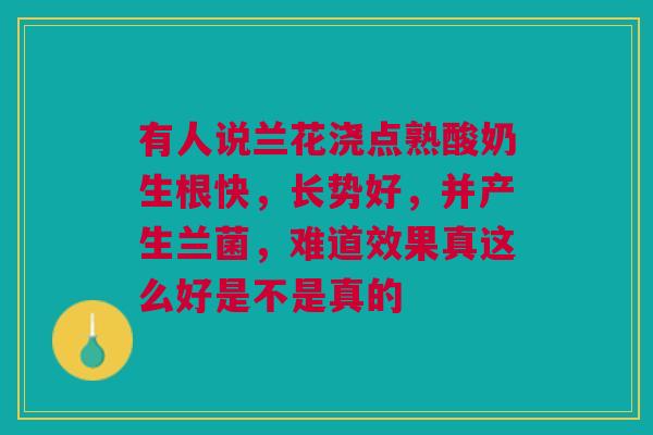 有人说兰花浇点熟酸奶生根快,长势好,并产生兰菌,难道效果真这么好是不是真的 有人说兰花浇点熟酸奶生根快,长势好,并产生兰菌,难道效果真这么好是不是真的