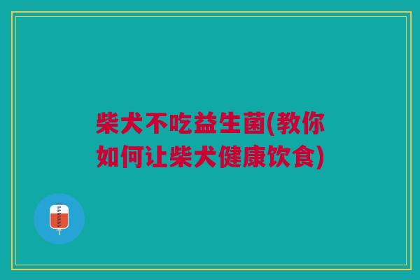 柴犬不吃益生菌(教你如何让柴犬健康饮食) 柴犬不吃益生菌(教你如何让柴犬健康饮食)